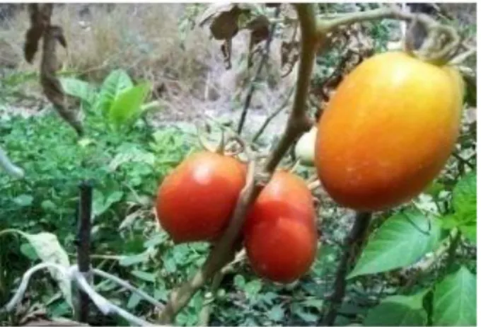 Gambar 1. Buah tomat plum (Jones, 2008) 
