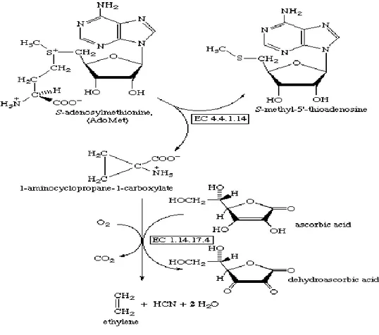 Gambar 7.  Biosintesis Etilen (Arshad and Frankenberger, 2002) 