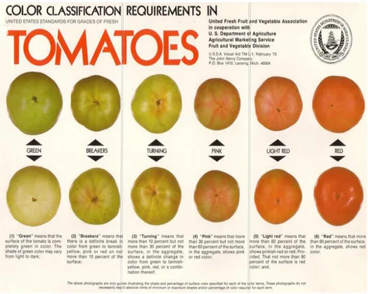 Gambar 5. Tahap kematangan buah tomat    