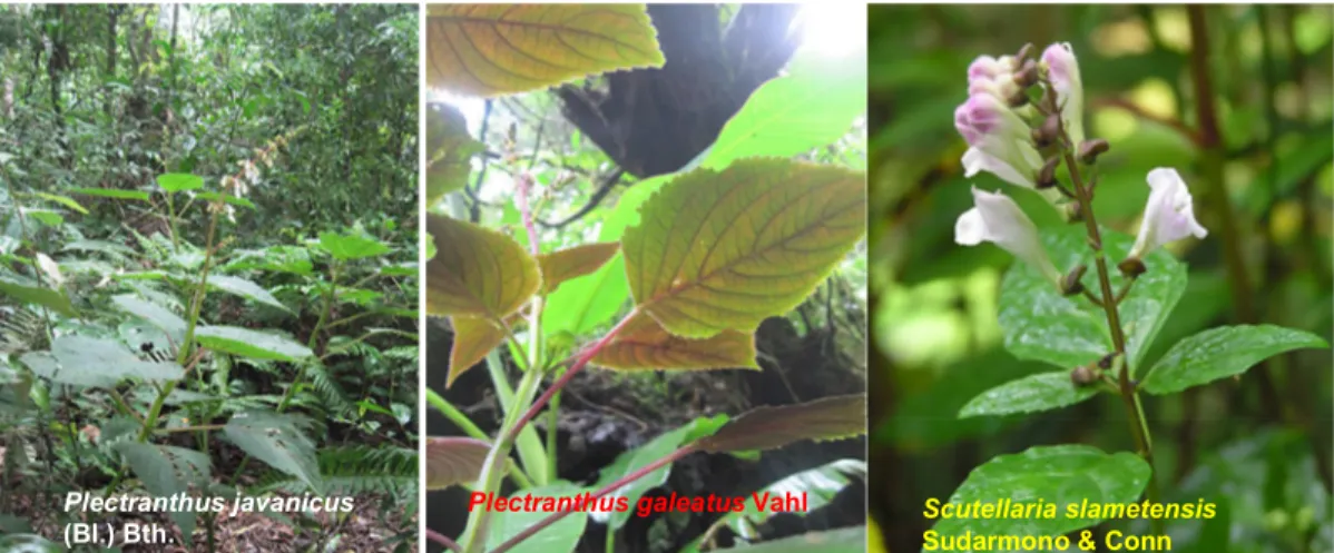 Gambar 1. Anggota Keluarga Mentol (suku Lamiaceae) yang digunakan untuk Uji Anti Bakteri   dan Uji Anti Jamur 