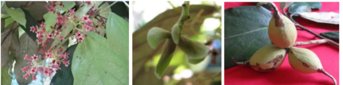 Gambar 1.  Bunga (a), bakal buah (b) dan buah (c) Heritiera percoriacea koleksi Kebun Raya Bogor