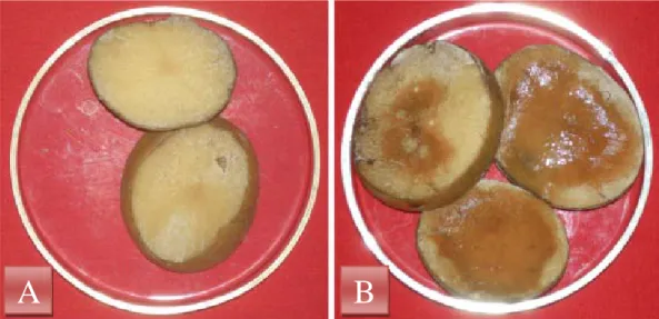 Gambar 1. Uji virulensi Erwinia carotovora, A : Umbi kentang normal, B : Umbi  kentang terinfeksi bakteri Erwinia carotovora 