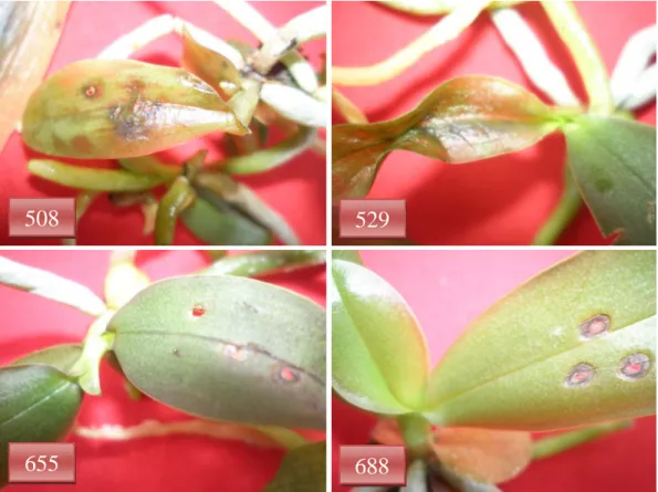 Gambar 2. Tanaman anggrek Phalaenopsis  setelah 10 hari pengamatan pada  setiap popupasi 