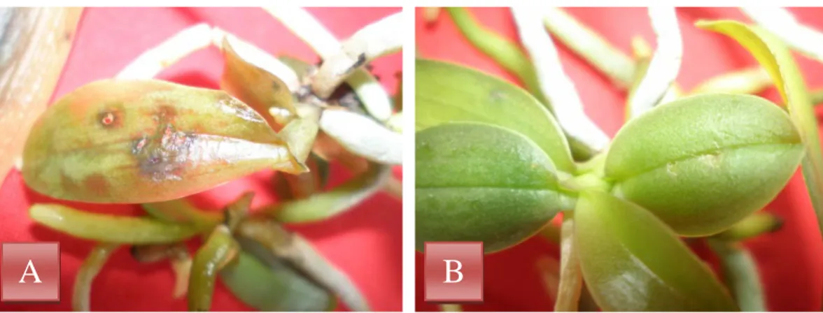 Gambar 3.  A : anggrek Phalaenopsis  yang tidak tahan terhadap serangan bakteri  Erwinia carotovora,  B : anggrek  Phalaenopsis  yang tahan terhadap  serangan bakteri Erwinia carotovora   