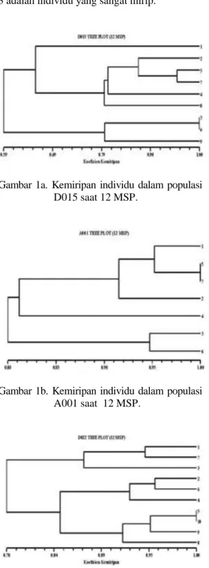 Gambar  1a.  Kemiripan  individu  dalam  populasi  D015 saat 12 MSP. 