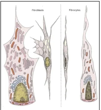 Gambar 1. Sel fibroblas dan fibrosit secara skematis Sumber : Junquieira dan Corneiro 2005