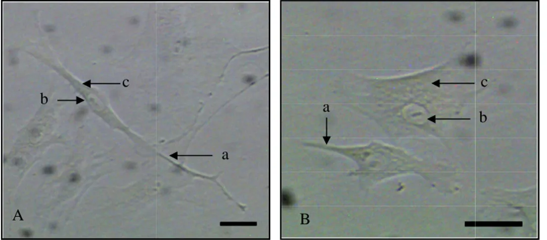 Gambar 4.  Kultur in vitro sel fibroblas : A. Sel fibrosit; B. Sel fibroblas;