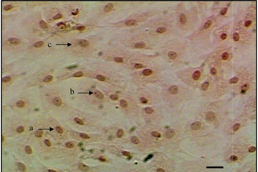 Gambar 5.  Sel-sel fibroblas dengan pewarnaan Hematoksilin Eosin. Inti sel  fibroblas terlihat dengan jelas (a) dengan satu atau dua nukleoli  (b), sedangkan bagian sitoplasma tidak terlalu jelas (c)