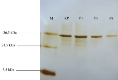 Gambar 6.  Hasil SDS PAGE conditioned medium kultur sel fibroblas  dengan visualisasi protein menggunakan metode silver nitrat.