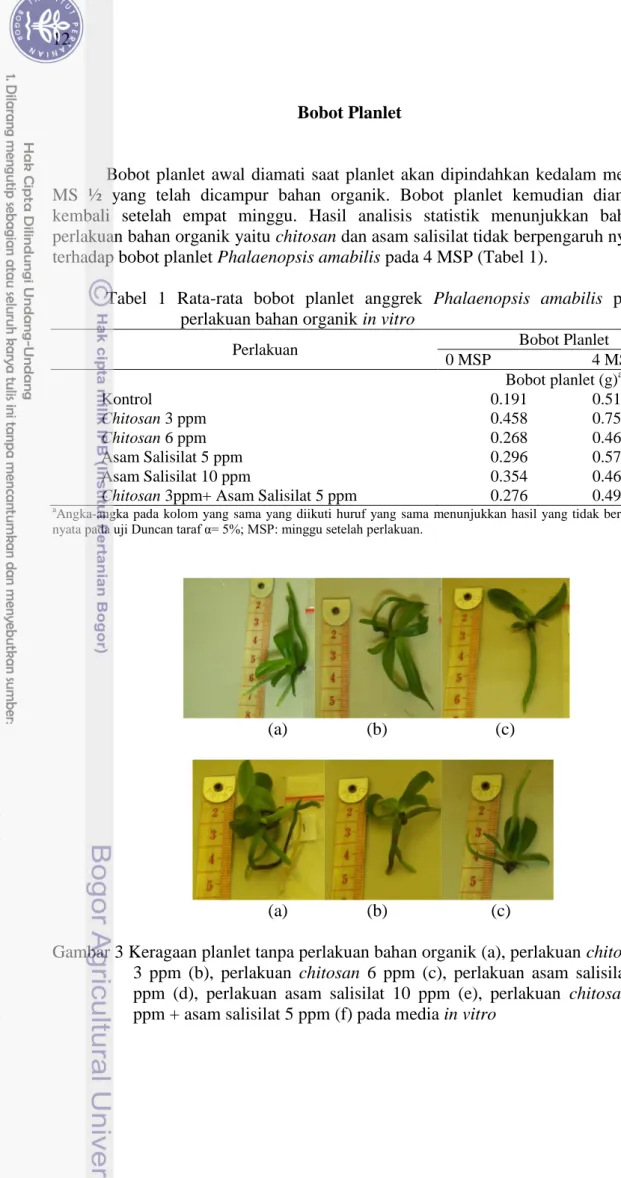 Tabel  1  Rata-rata  bobot  planlet  anggrek  Phalaenopsis  amabilis  pada  perlakuan bahan organik in vitro 