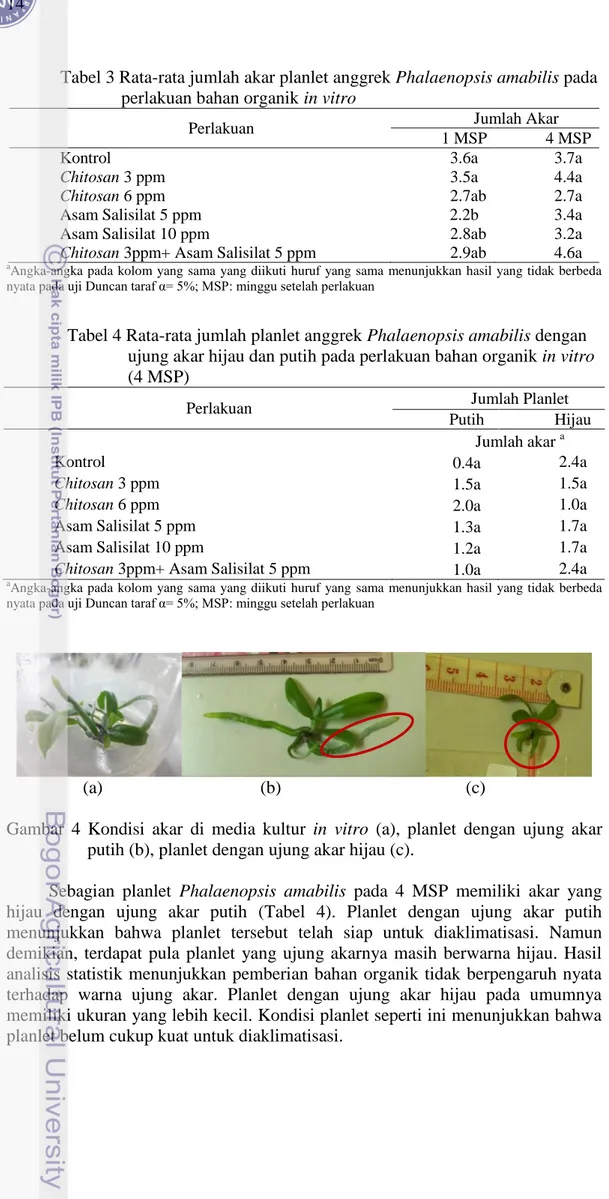 Tabel 3 Rata-rata jumlah akar planlet anggrek Phalaenopsis amabilis pada  perlakuan bahan organik in vitro 