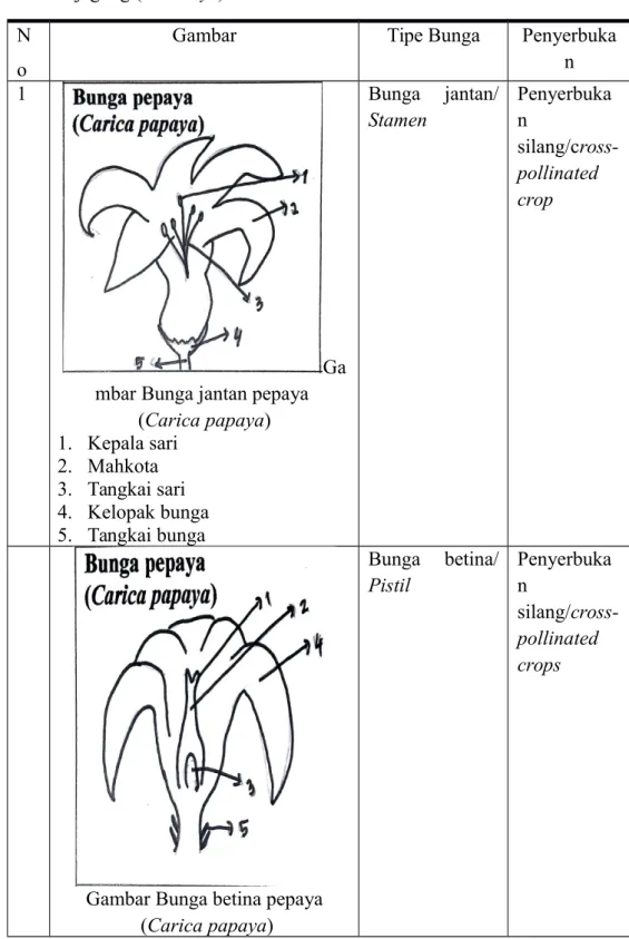 Tabel 1. Biologi   bunga   padi   (Oriza   sativa),   bunga   pepaya (Carica   papaya),   bunga   cabai   (Capsicum   annum)   dan   bunga jagung (Zea mays).