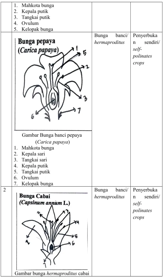 Gambar Bunga banci pepaya  (Carica papaya) 1. Mahkota bunga 2. Kepala sari 3. Tangkai sari 4