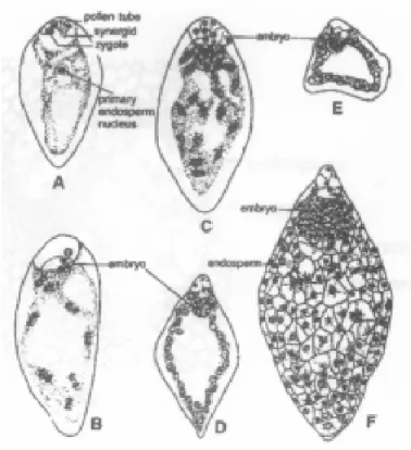 Gambar  7.  Endosperm  tipe  nuklear  pada  Acalypha  indica. 