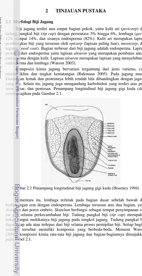 Gambar 2.1 Penampang longitudinal biji jagung gigi kuda (Hoseney 1994)  Sementara  itu,  lembaga  terletak  pada  bagian  dasar  sebelah  bawah  dan  berhubungan  erat  dengan  endosperma
