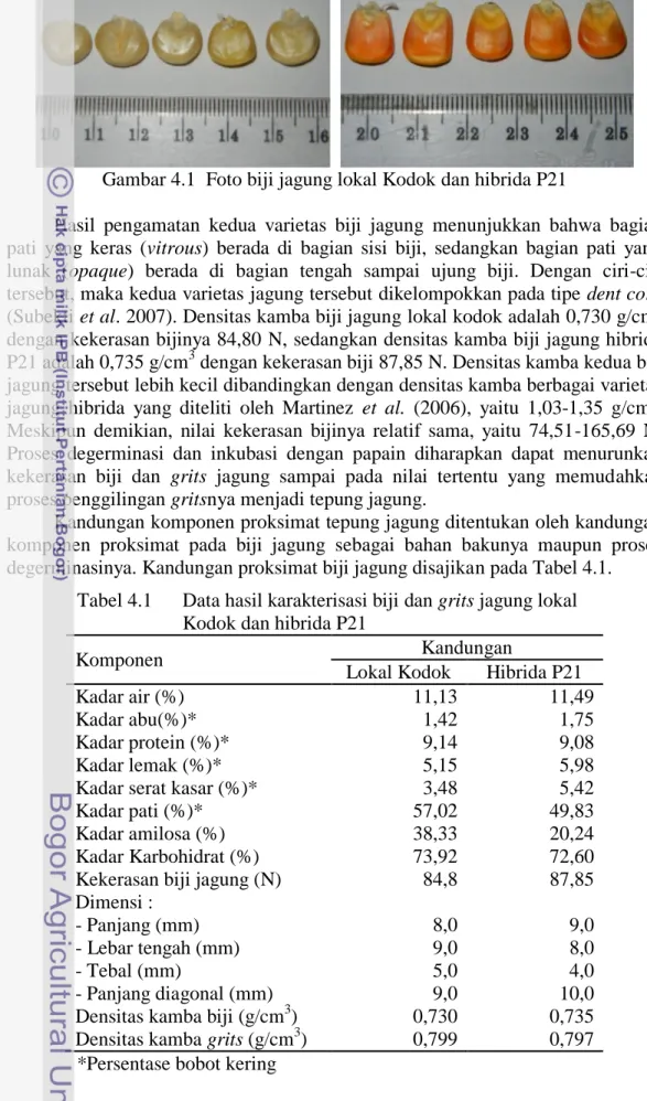 Tabel 4.1   Data hasil karakterisasi biji dan grits jagung lokal  Kodok dan hibrida P21 