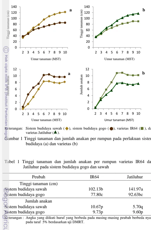 Gambar 1 Tinggi tanaman dan jumlah anakan per rumpun pada perlakuan sistem  budidaya (a) dan varietas (b) 