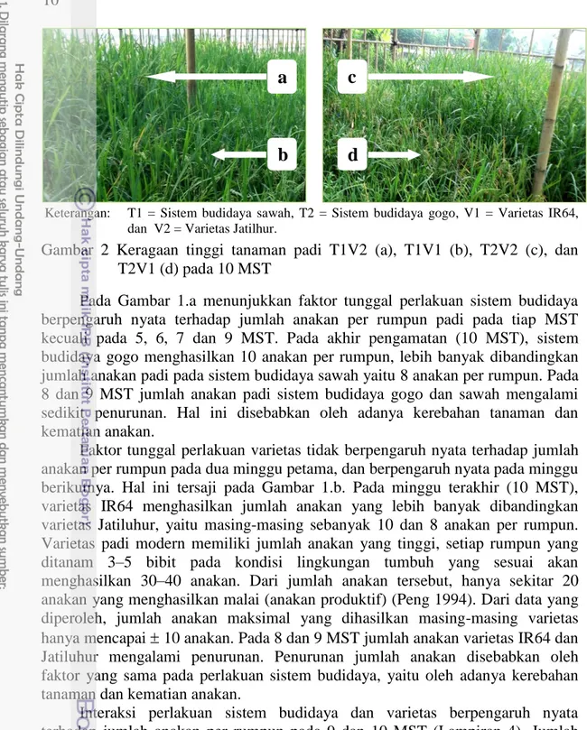 Gambar  2  Keragaan  tinggi  tanaman  padi  T1V2  (a),  T1V1  (b),  T2V2  (c),  dan  T2V1 (d) pada 10 MST 
