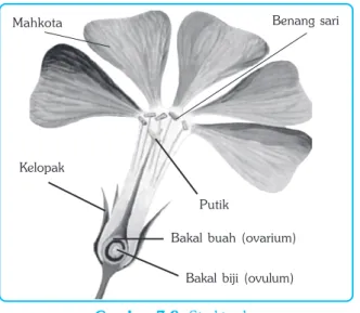 Gambar 7.8  Struktur bunga