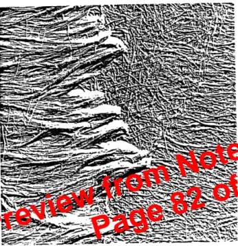Gambar  3-7.  Elektron  mikrograf  dari  Pinus  taeda  L.  Dinding  primer  pada  sebelah  kanan  menunjukkan  ciri  tekstur  mikrofibril