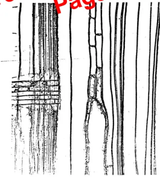 Gambar 4-8. Trakeid beruas pada Larix occidentalis Nutt. Ruas-ruas menjadi sel-sel epitel di dekat saluran resin 