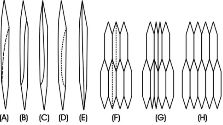 Gambar  2-10.  Diagram  yang  melukiskan  cara  bertambahnya  keliling  kambium  yang  dilakukan  oleh  kambium  bertingkat dan kambium tak bertingkat