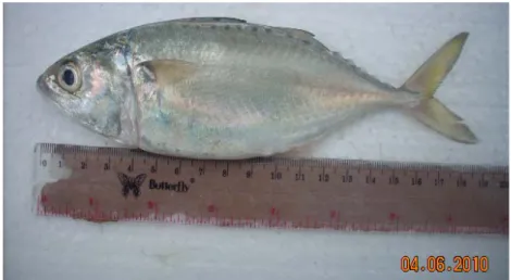 Gambar 1. Ikan kembung lelaki (Rastrelliger kanagurta) (dokumentasi pribadi) 