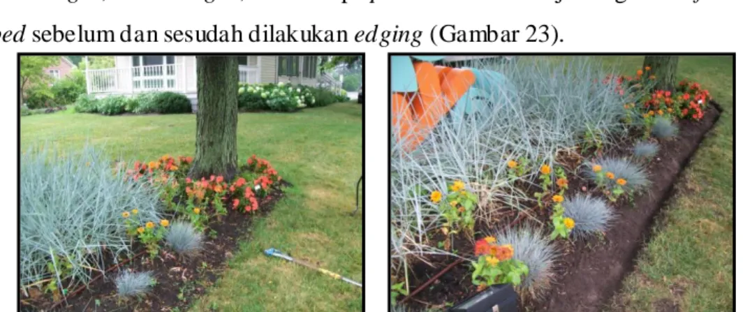 Gambar 23. Edging area  flower bed: Flower bed sebelum dilakukan edging  (kiri) dan Flower bed setelah dilakukan edging (kanan)