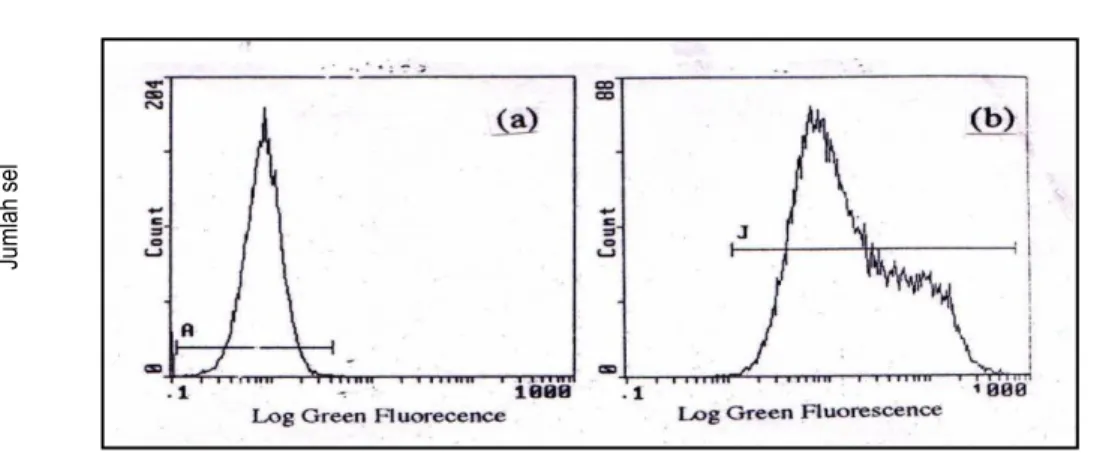 Gambar 2.   Histogram   fluoresens      dari     toksin B-FITC;  (a) populasi sel tanpa toksin B-FITC, tidak berfluoresens, (b)                       populasi sel berfluoresens dengan toksin B-FITC yang terikat pada reseptor, penambahan 40 g/ml toksin-FIT
