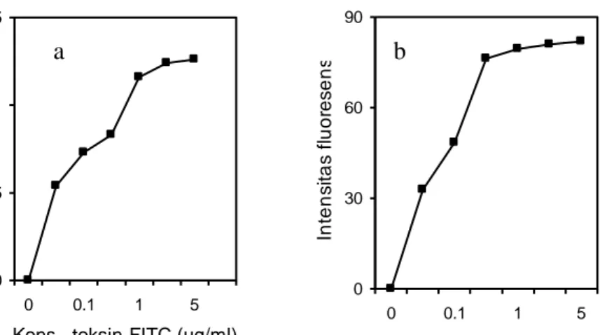 Gambar 5.    Kurva  penjenuhan reseptor oleh  toksin B-FITC pada sel  hibridoma  LV (a) dan Caco-2 (b) 