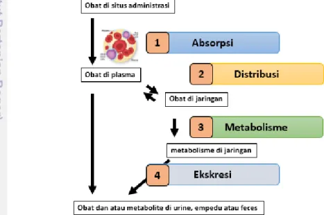 Gambar 1 Mekanisme obat dalam tubuh (Shargel et al. 2012) 
