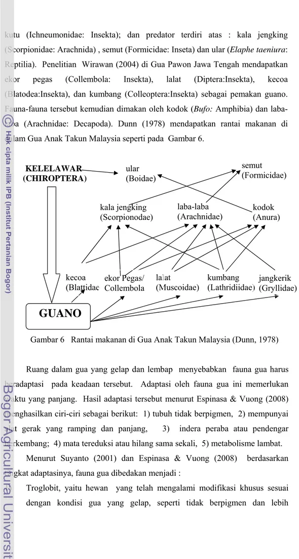 Gambar 6   Rantai makanan di Gua Anak Takun Malaysia (Dunn, 1978) 