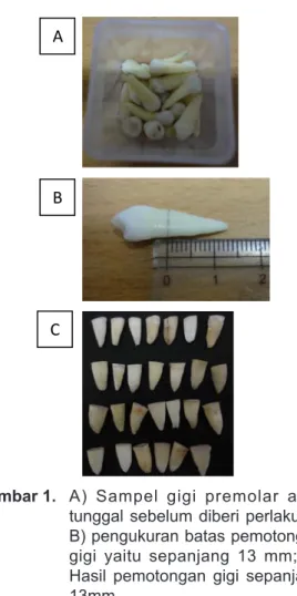 Gambar 1.  A)  Sampel  gigi  premolar  akar  tunggal sebelum diberi perlakuan; 