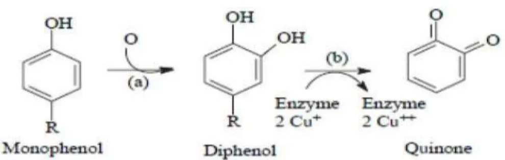 Gambar 2. Reaksi enzimatis oleh PPO (Queiroz et al., 2008). 