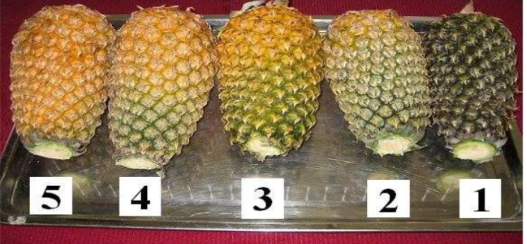 Gambar 3. Tingkat kematangan buah nanas (Belitz et al., 1992). 