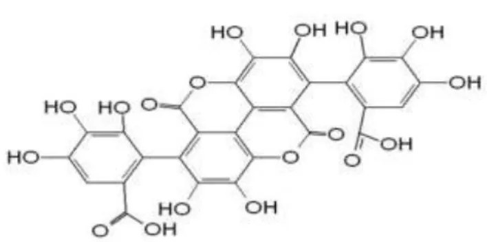 Gambar 4. Struktur kimia tanin (Harborne, 1987). 