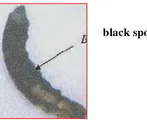 Gambar  9.  Larva B.  mori terinfeksi  mikrosporidia 