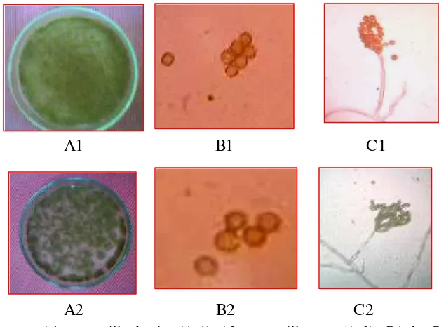 Gambar  20.  Identifikasi isolat Cladosporium sp. 