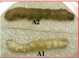 Gambar  22.  Larva B. mori yang terinfeksi nematoda isolat tanah 