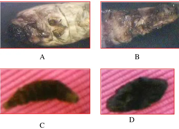 Gambar 23.   B. mori yang mati terinfeksi bakteri entomopatogen  
