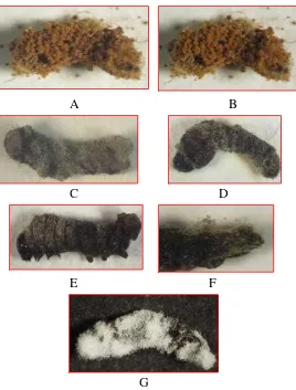 Gambar 24.  Larva   B. mori yang mati terinfeksi oleh cendawan entomopaogen  