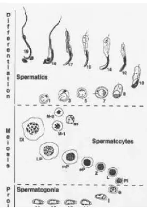 Gambar 7 Perkembangan sel-sel germinal pada tahapan spermatogenesis tikus (Sumber: Dreef 1999).