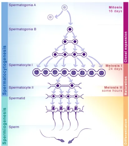 Gambar 6 Proses spermatogenesis pada mamalia (Sumber: Anonim 2010).