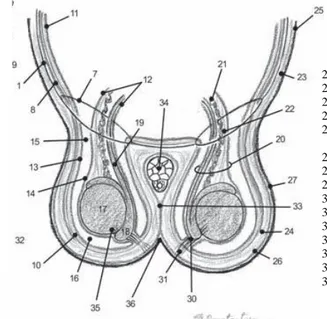 Gambar 2 Skema anatomi organ reproduksi jantan (Constantinescu 2007). 