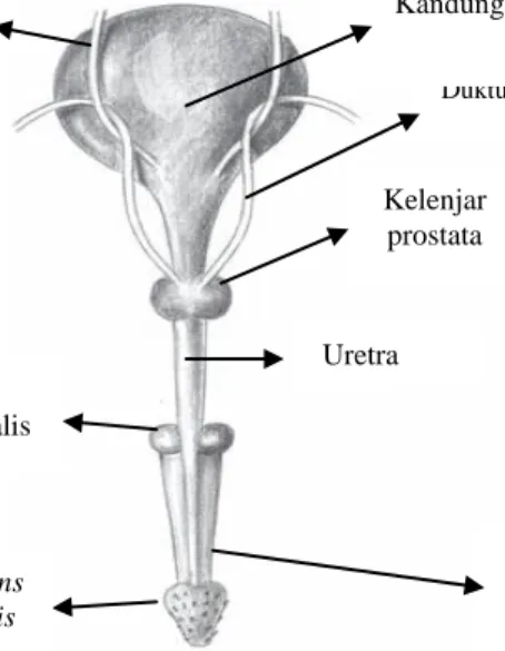 Gambar 4 Kelenjar prostata kucing sudut pandang dorsal (Constantinescu  2007). 
