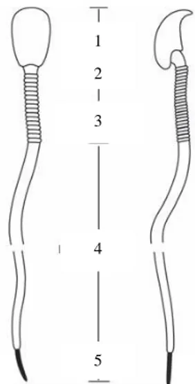 Gambar 7 Morfologi spermatozoa mamalia: A. Primata; B. Rodensia   (Manandhar &amp; Sutovsky 2007)