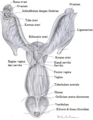 Gambar 4 Tipe uterus pada anjing (Modifikasi dari Schatten dan Rosenfeld 2007).   