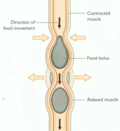 Gambar 3  Skema gambaran gerakan peristaltik, akibat kontraksi dan relaksasi  otot sirkuler dan longitudinal pada dinding esofagus  