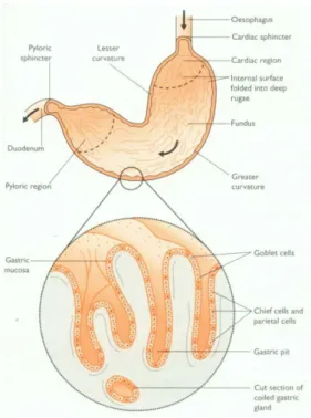 Gambar 4  Skema anatomi lambung (sumber: Aspinall dan  O’Reilly 2004). 