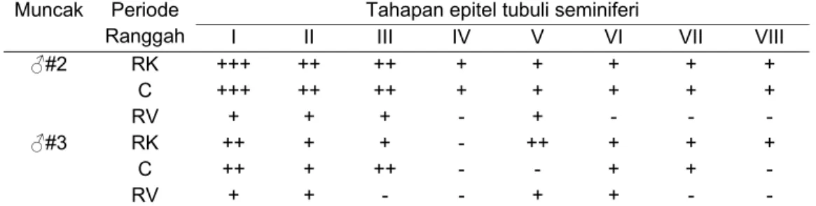 Tabel 15 Tahapan epitel tubuli seminiferi testis pada setiap periode ranggah. 